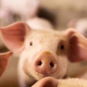 pig butchering domains seized