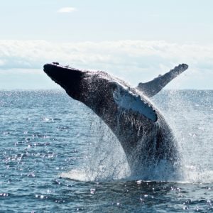 Bitcoin whale moves BTC to Binance exchange