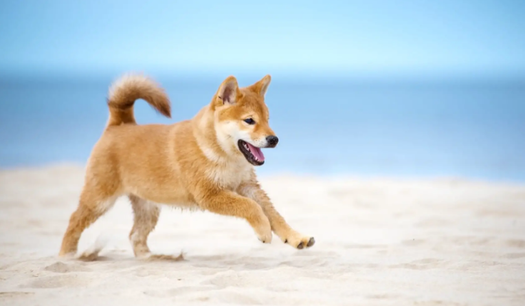 Shiba Inu